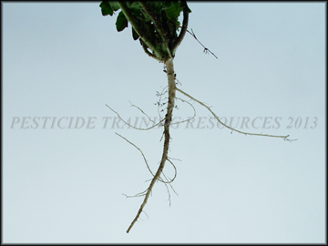 Root
