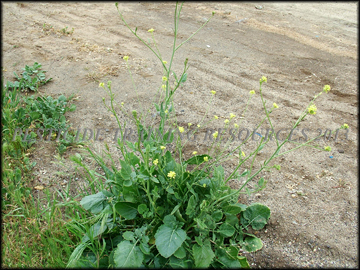 Flowering Plant