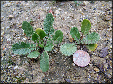Seedlings