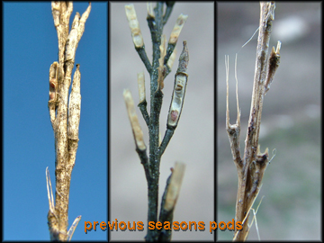 Last Season Pods