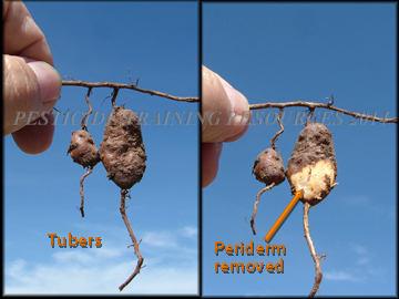 Tubers