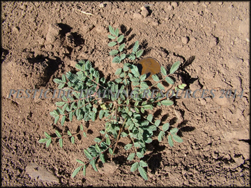 Small Plant