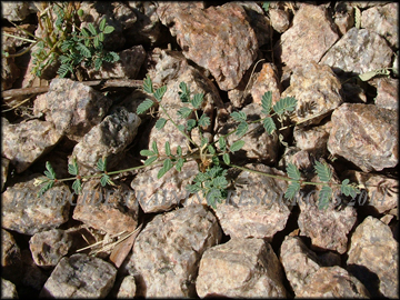 Plant