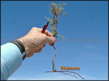 Plant & Rhizome