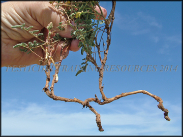 Rhizome and Plants