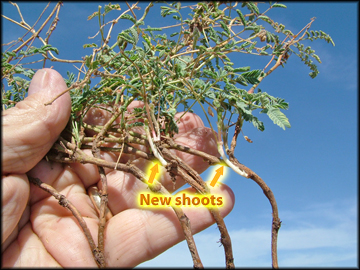New Shoots