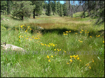 Habitat