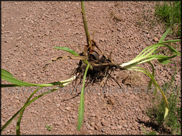 Plants from Rhizome