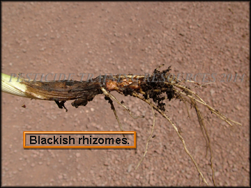 Rhizome