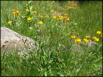 Plants