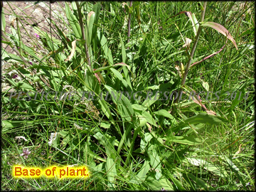 Foliage