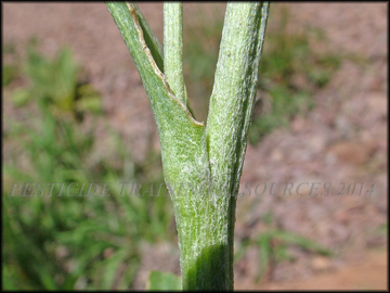 Stem