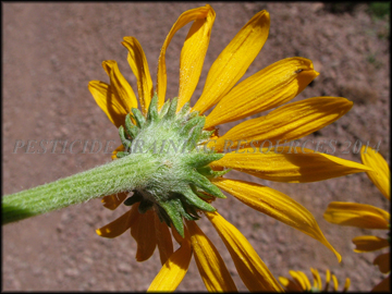Involucre