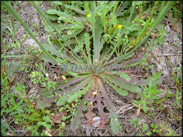 Foliage