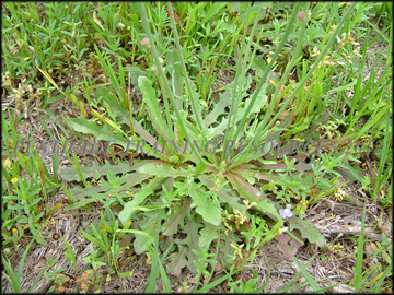 Plants