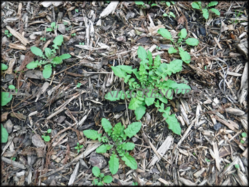 Seedlings