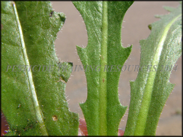 Top of Leaf