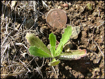 Seedling
