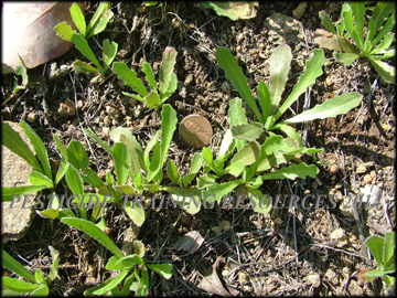 Small Plants