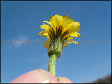 Involucre