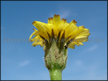 Involucre
