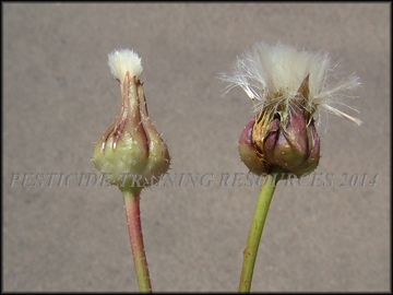 Flower Buds
