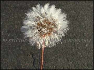 Seed Head