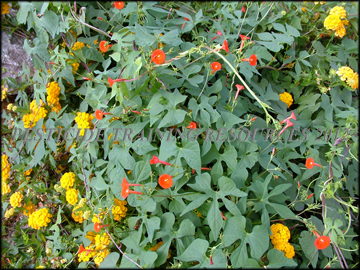 Flower, Foliage