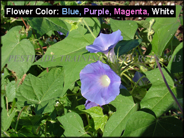 Flower, Fruit