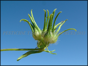 Foliage