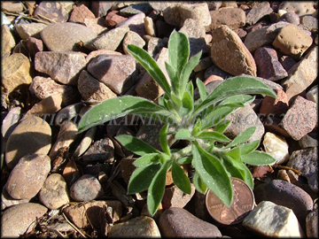 Small Plant