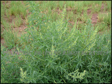 Mature Plant