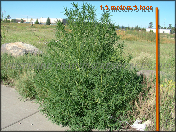 Mature Plant