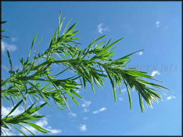 Foliage