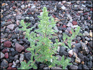 Mature Plant