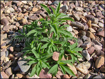 Small Plant