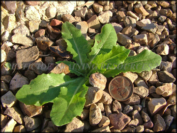 Small Plant