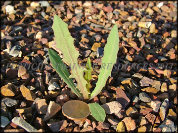 Seedling