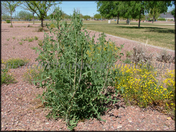 Plant
