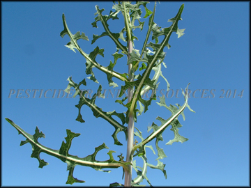 Foliage