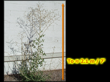 Small Plant
