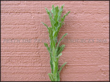 Foliage