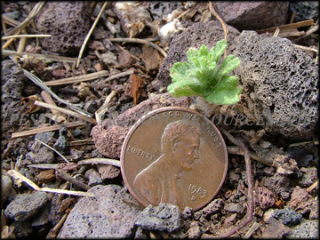 Small Plant