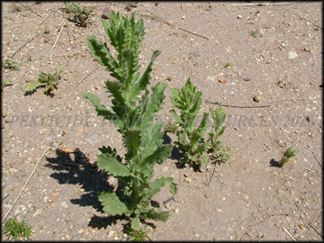Foliage
