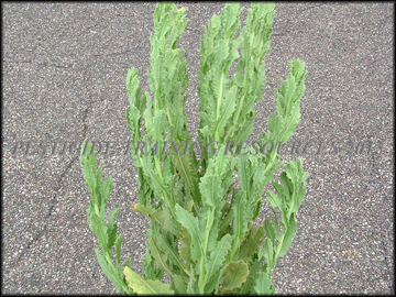 Foliage