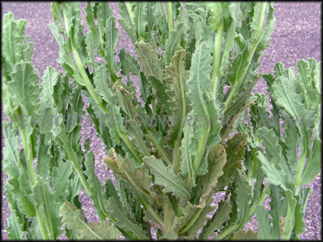 Foliage