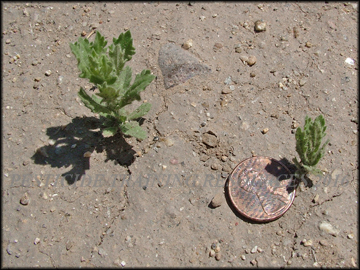 Small Plants