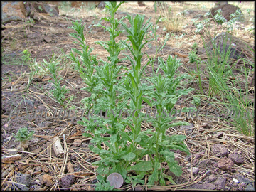 Plant