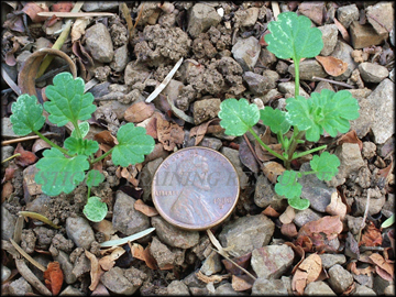 Small Plants