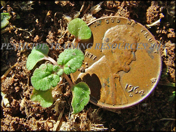 Small